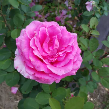 Profile image of 엄마