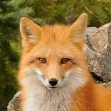 Profile image of 여우