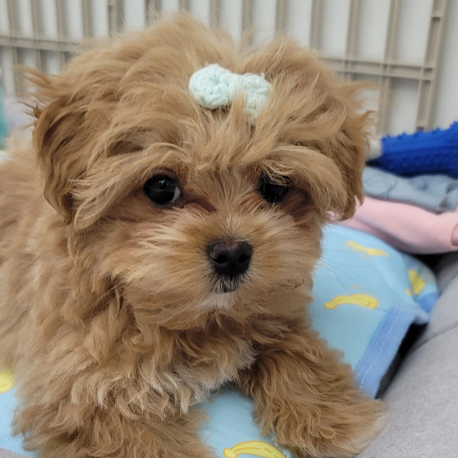 다섯아빠