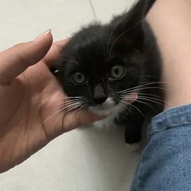 Profile image of 키츠네 즈루이