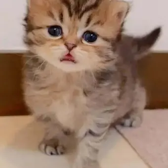phone0525의 고양이 때