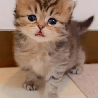 고양이 때
