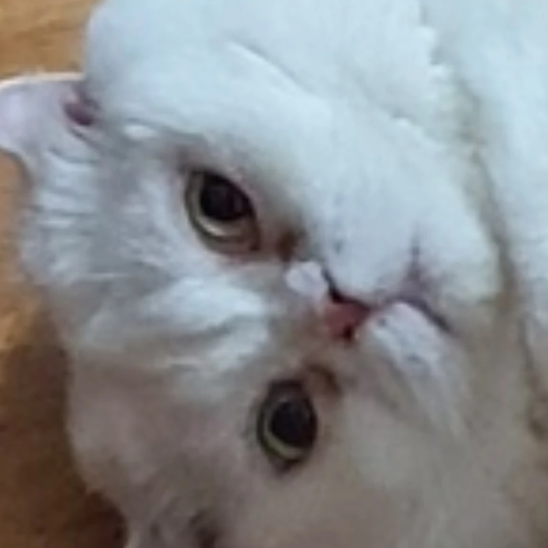 설레고