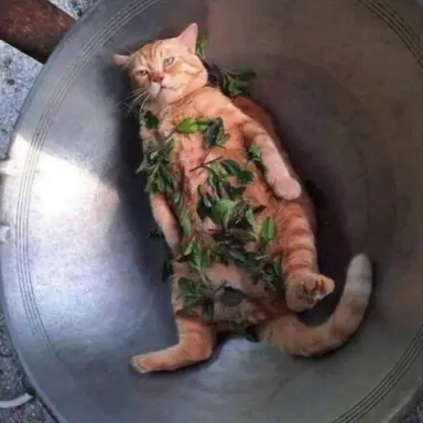 Profile image of 냥캣