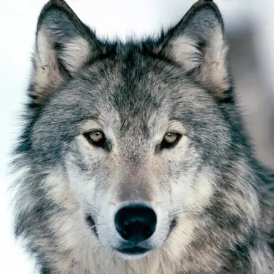 Profile image of 늑대