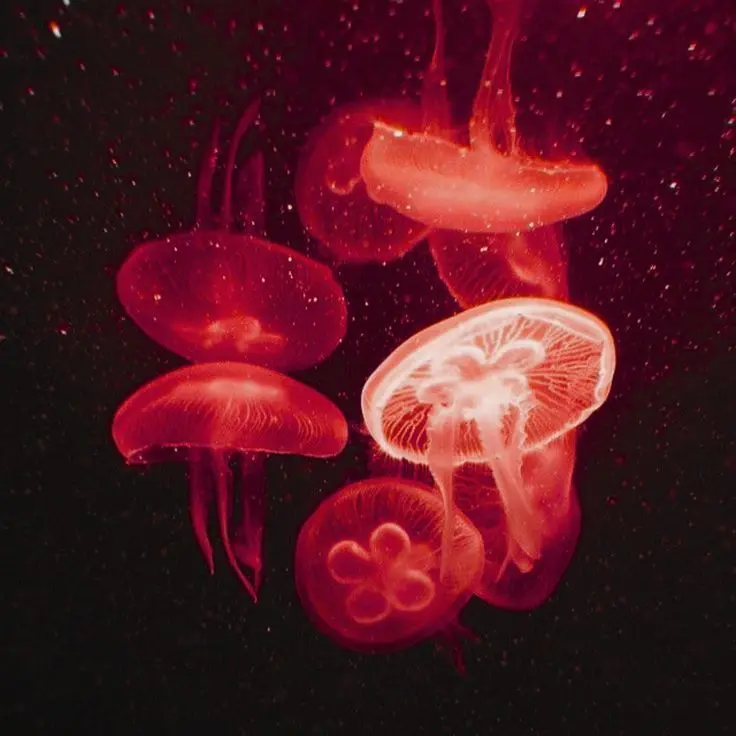 dkanjTmwlwlsWk의 아카이로 류