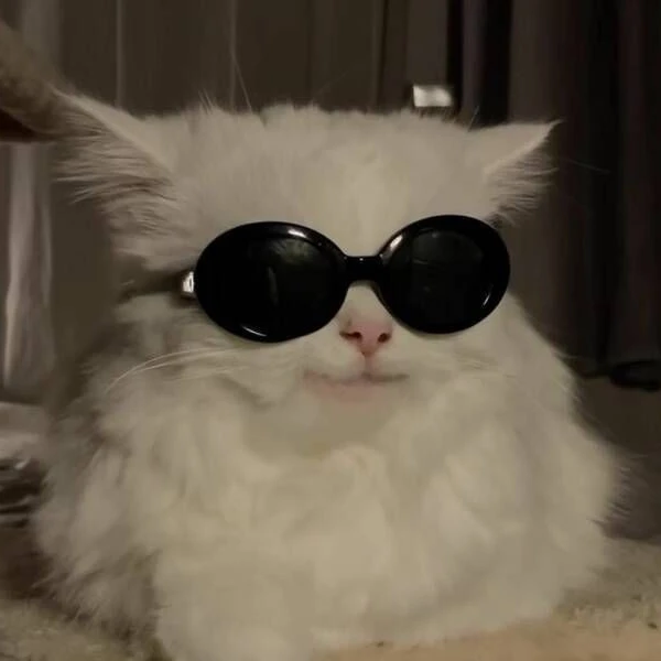 고양이