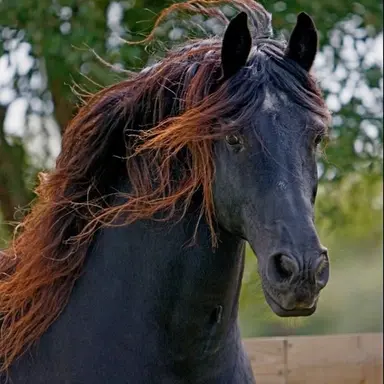 Profile image of Diesel