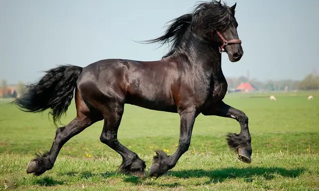 Profile image of Diesel