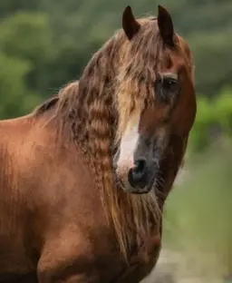 Profile image of Caspian