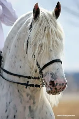 Profile image of Zeus