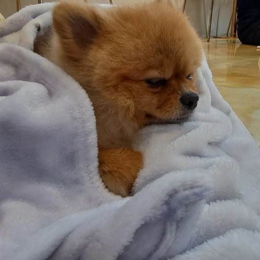 춘식