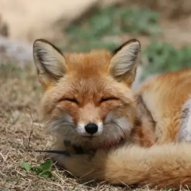 Profile image of 여우
