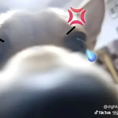 Profile image of 여우새키