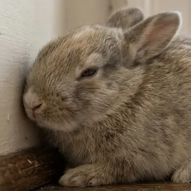 Profile image of Wallnuzzle