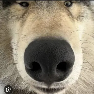 Profile image of 늑대