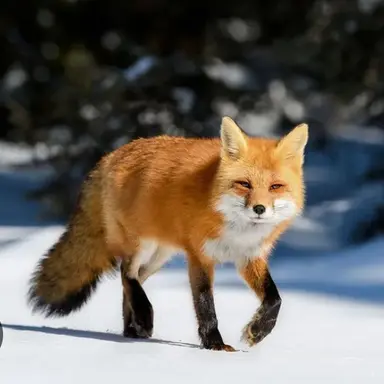 Profile image of 김여우