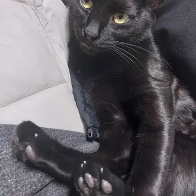 Profile image of 이에이리 쇼코