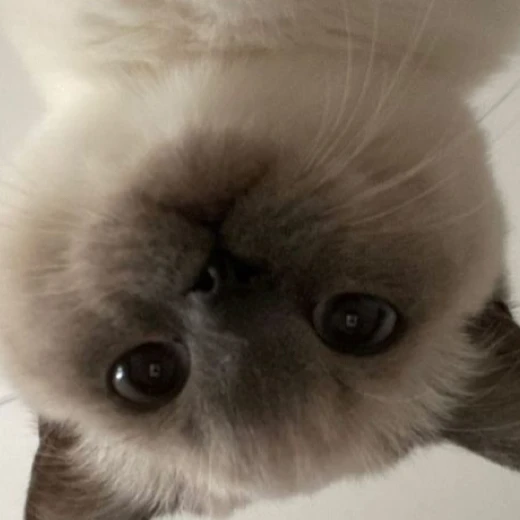 오뉴