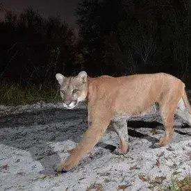 Profile image of Kael