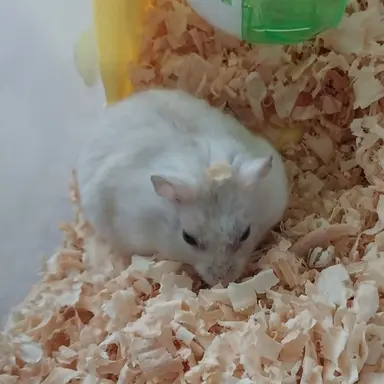 Profile image of 설탕