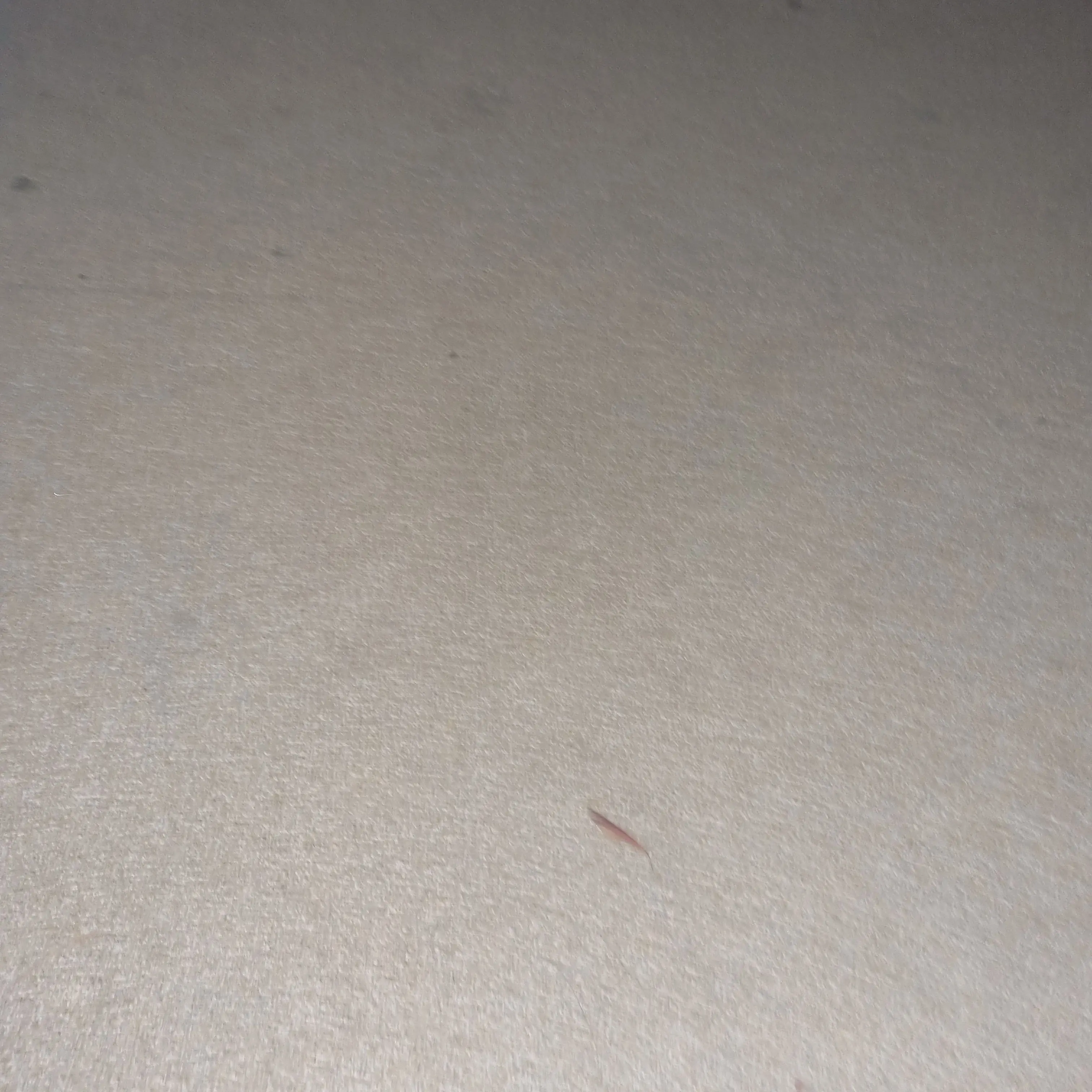 PluckySalt0256의 요리이치