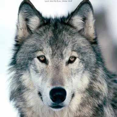 Profile image of 늑대