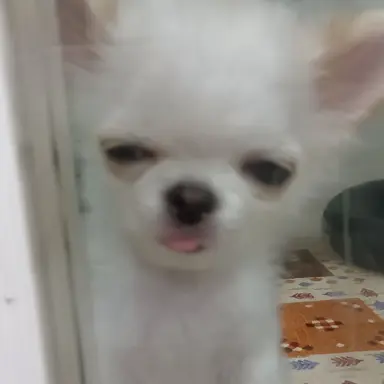 Profile image of 可愛