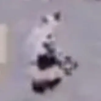 Profile image of のぞみちゃん