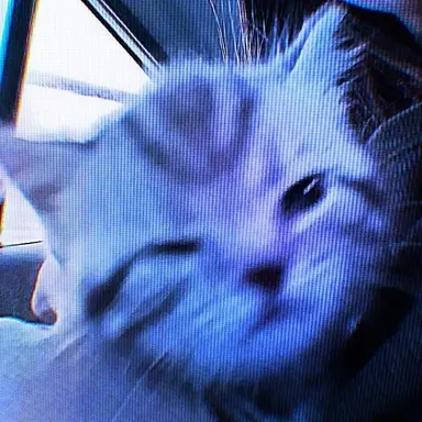 Profile image of Hank