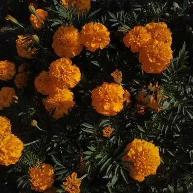 Profile image of 白石美桜