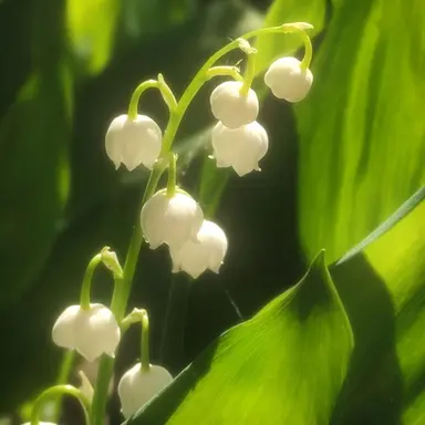 Profile image of 百瀬莉緒