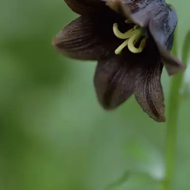 Profile image of 森峰真莉愛