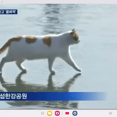 Profile image of 꽁냥이