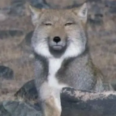 Profile image of 여우