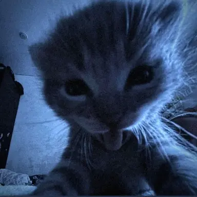Profile image of Lucy