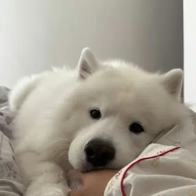 Profile image of ミンギュ