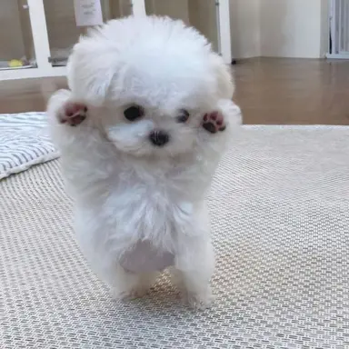 Profile image of チャン