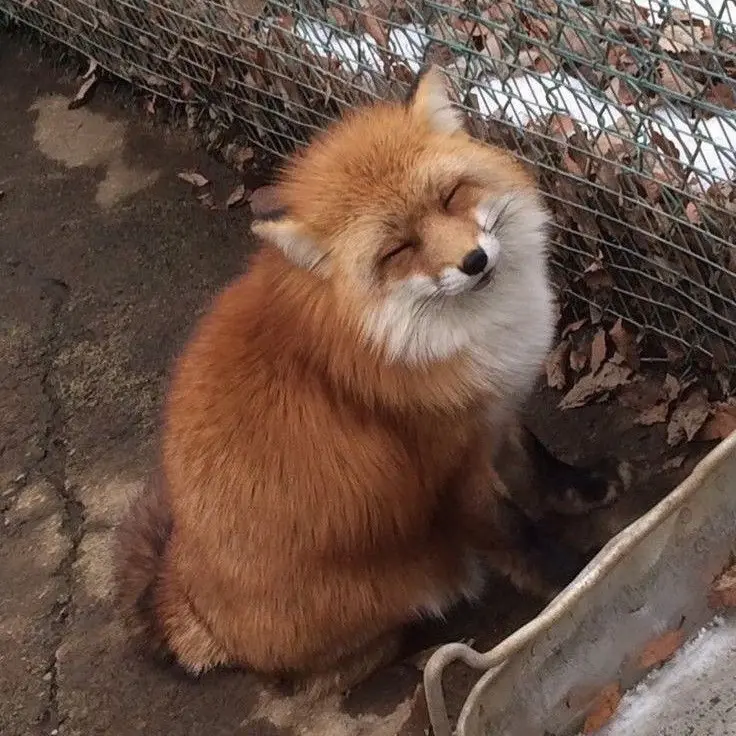 Dino_0911의 마녀인 당신과 늑대인간..?