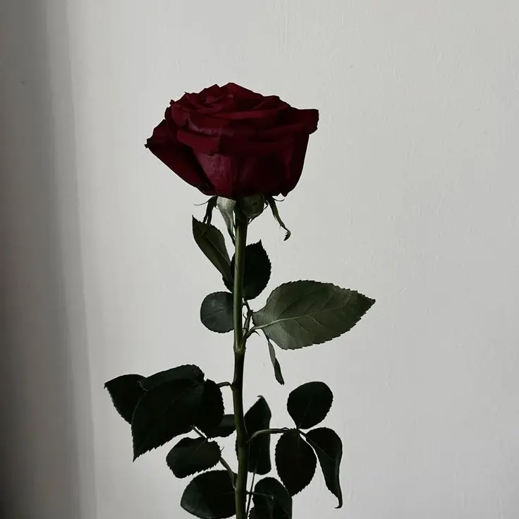 y.ek_s의 너의 불행은 내 행복이야