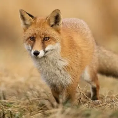 Profile image of 여우