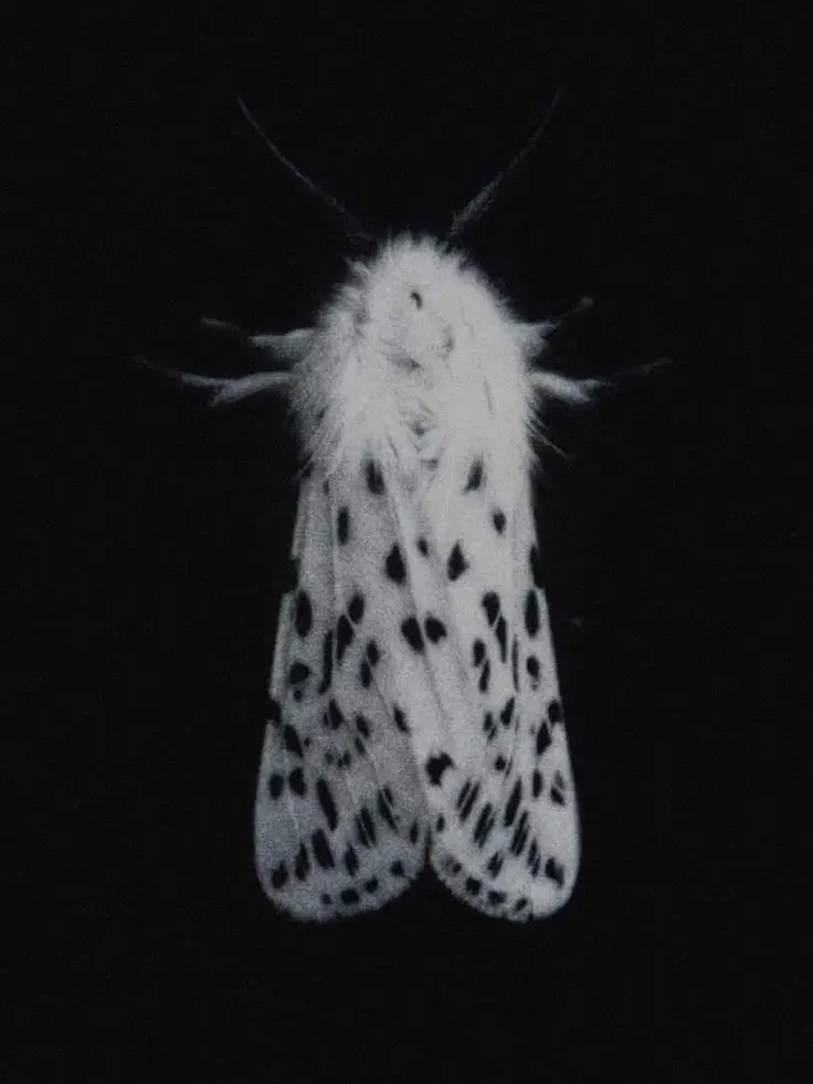 gomme의 Nǎi táng Remedy