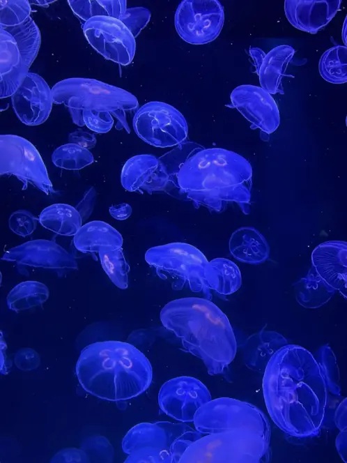 Spica___o0의 好きじゃないなら嫌ってください！