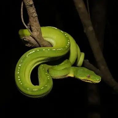 Profile image of 공룡