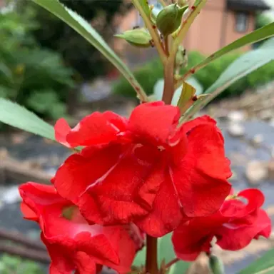 Profile image of 봉수아꽃