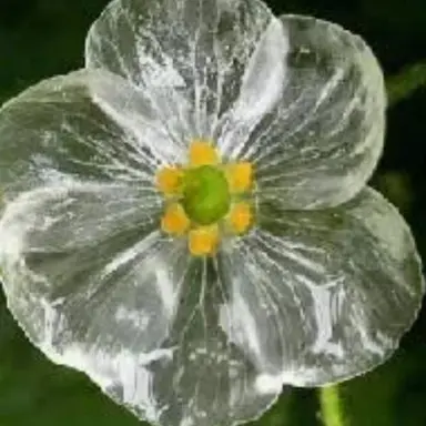 Profile image of 산하엽