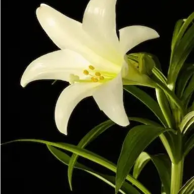 Profile image of 백합
