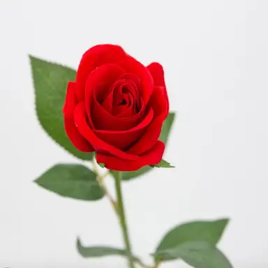 Profile image of 장미