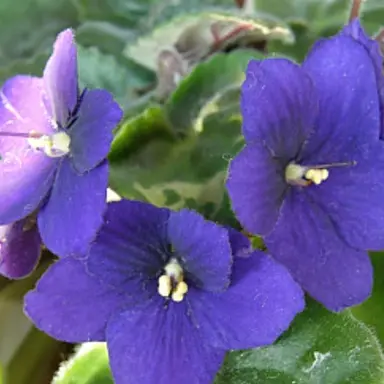 Profile image of 바이올렛 꽃