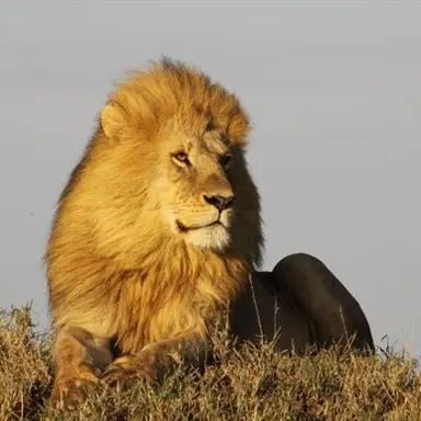 Profile image of 스핑크스